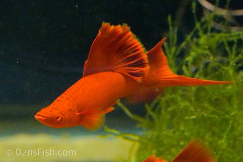 Albino Red High Fin Cauliflower Swordtail