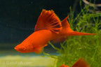 Albino Red High Fin Cauliflower Swordtail