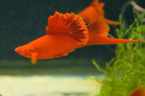 Albino Red High Fin Cauliflower Swordtail