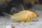 Albino Corydoras sterbai