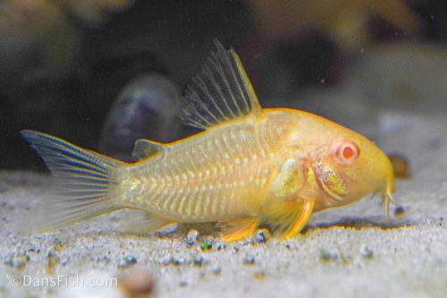 Albino Corydoras sterbai