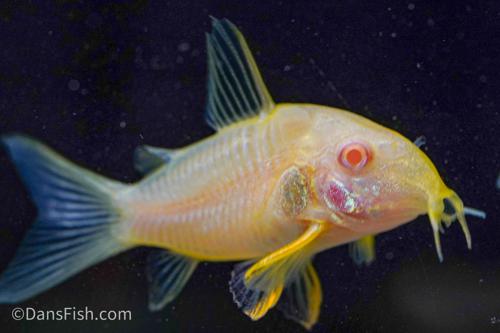 Albino Corydoras sterbai