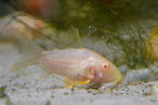 Albino Corydoras sterbai