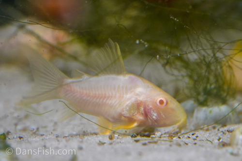 Albino Corydoras sterbai
