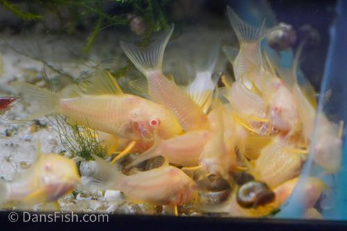Albino Corydoras sterbai