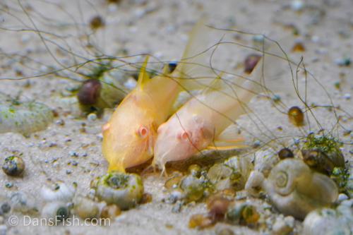 Albino Corydoras sterbai