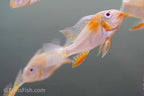 Albino Threadfin Acara