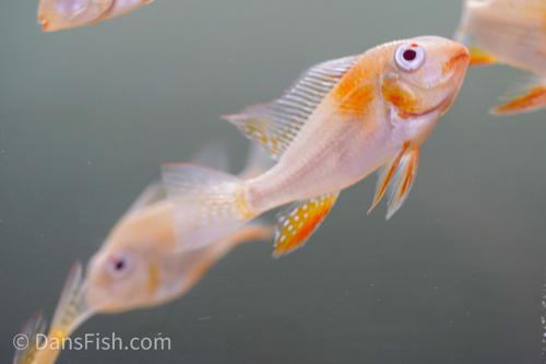 Albino Threadfin Acara