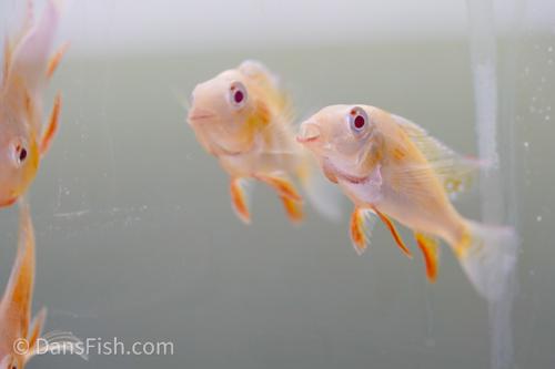 Albino Threadfin Acara