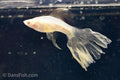 Albino White Veiltail Swordtail