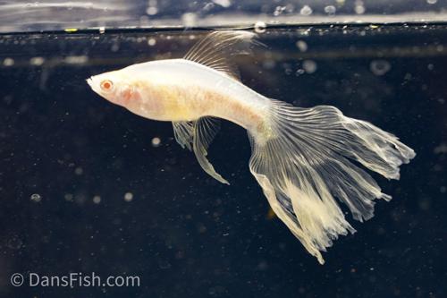 Albino White Veiltail Swordtail