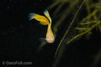 Albino Yellow Cobra Guppy