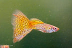 Albino Yellow Cobra Guppy