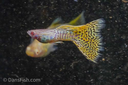 Albino Yellow Cobra Guppy