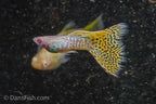 Albino Yellow Cobra Guppy