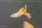 Albino Yellow Cobra Guppy