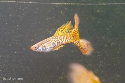 Albino Yellow Cobra Guppy