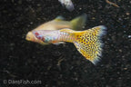 Albino Yellow Cobra Guppy
