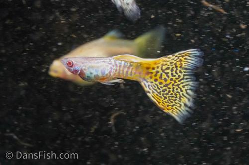 Albino Yellow Cobra Guppy