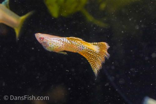 Albino Yellow Cobra Guppy