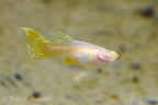 Albino Yellow Cobra Guppy