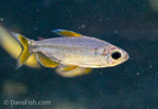 Alestopetersius sp. Red 'Lukenie River - Nioki'