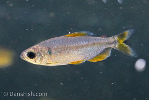 Alestopetersius sp. Red 'Lukenie River - Nioki'