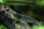 Amano Shrimp, (4 pack)