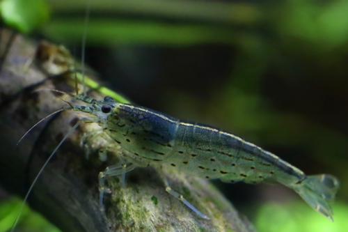 Amano Shrimp, (4 pack)