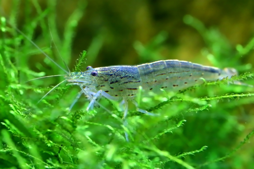 Amano Shrimp, (4 pack)