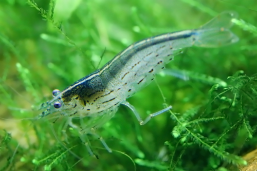 Amano Shrimp, (4 pack)