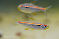 Amapa Tetra