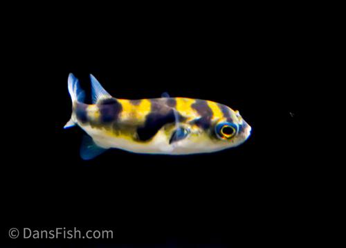Amazon Puffer