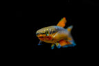Aphyosemion bivittatum 'Funge'