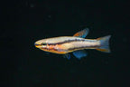 Aphyosemion bivittatum 'Funge'