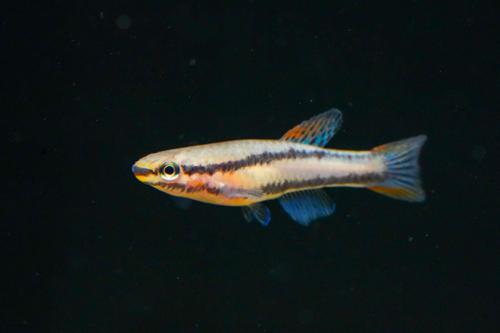 Aphyosemion bivittatum 'Funge'