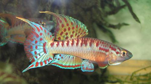 Aphyosemion bivittatum 'Funge'