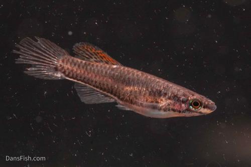 Aphyosemion bivittatum 'Lagos Red'