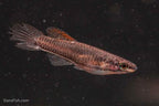 Aphyosemion bivittatum 'Lagos Red'