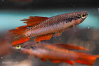 Aphyosemion bivittatum 'Lagos Red'