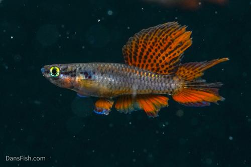 Aphyosemion bivittatum 'Lagos Red'