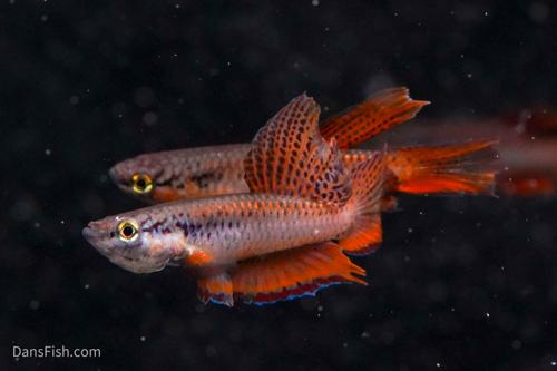 Aphyosemion bivittatum 'Lagos Red'