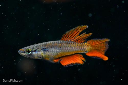 Aphyosemion bivittatum 'Lagos Red'