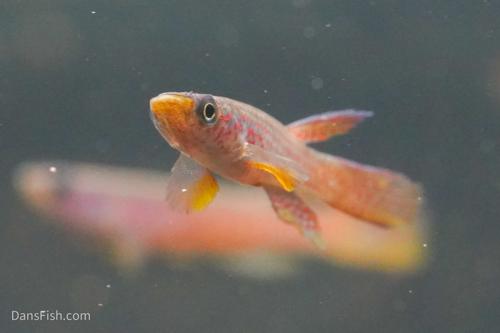 Aphyosemion elegans Kinshasa