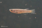 Aphyosemion elegans Kinshasa