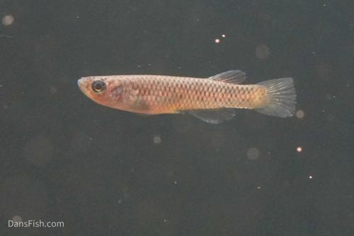 Aphyosemion elegans Kinshasa