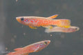 Aphyosemion elegans Kinshasa