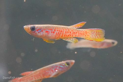 Aphyosemion elegans Kinshasa