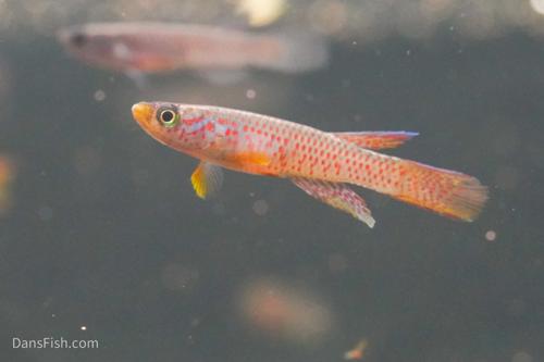 Aphyosemion elegans Kinshasa