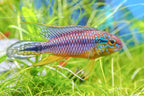 Apisto agassizii 'Alenquer'